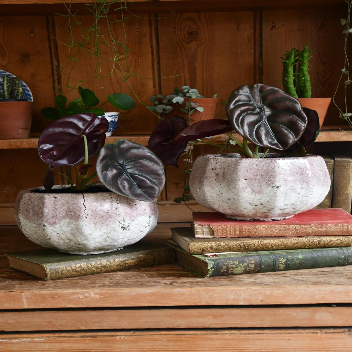 Alocasia Red Secret