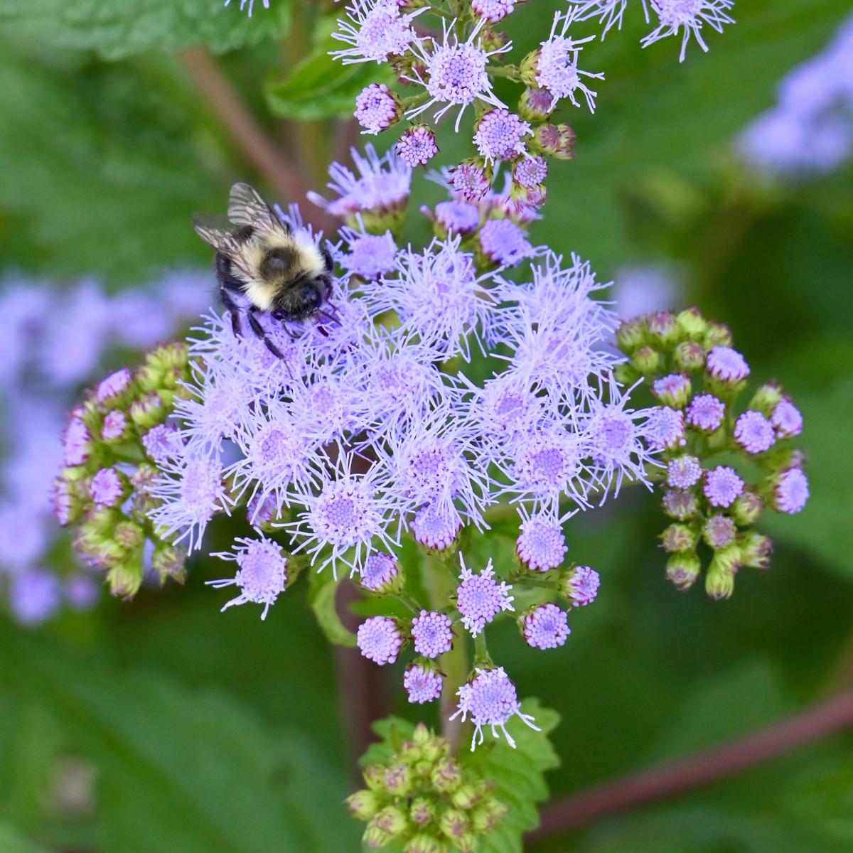 Blue Mistflower (Conoclinium coelestinum) 2x2x3" Pot