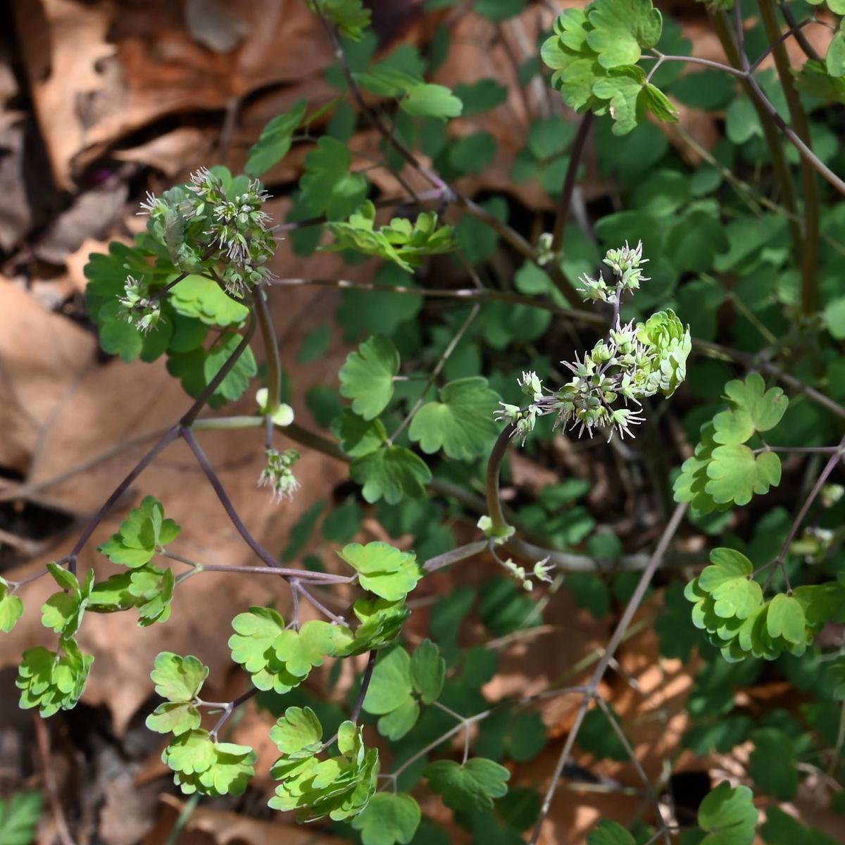 Early Meadow Rue (Thalictrum dioicum)