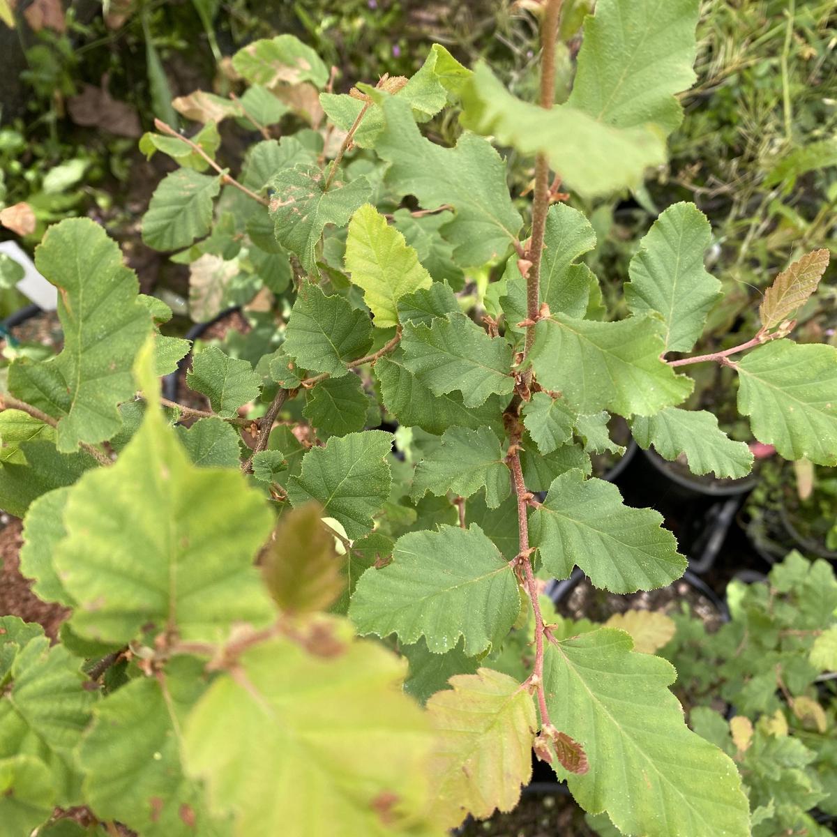 Nothofagus glauca