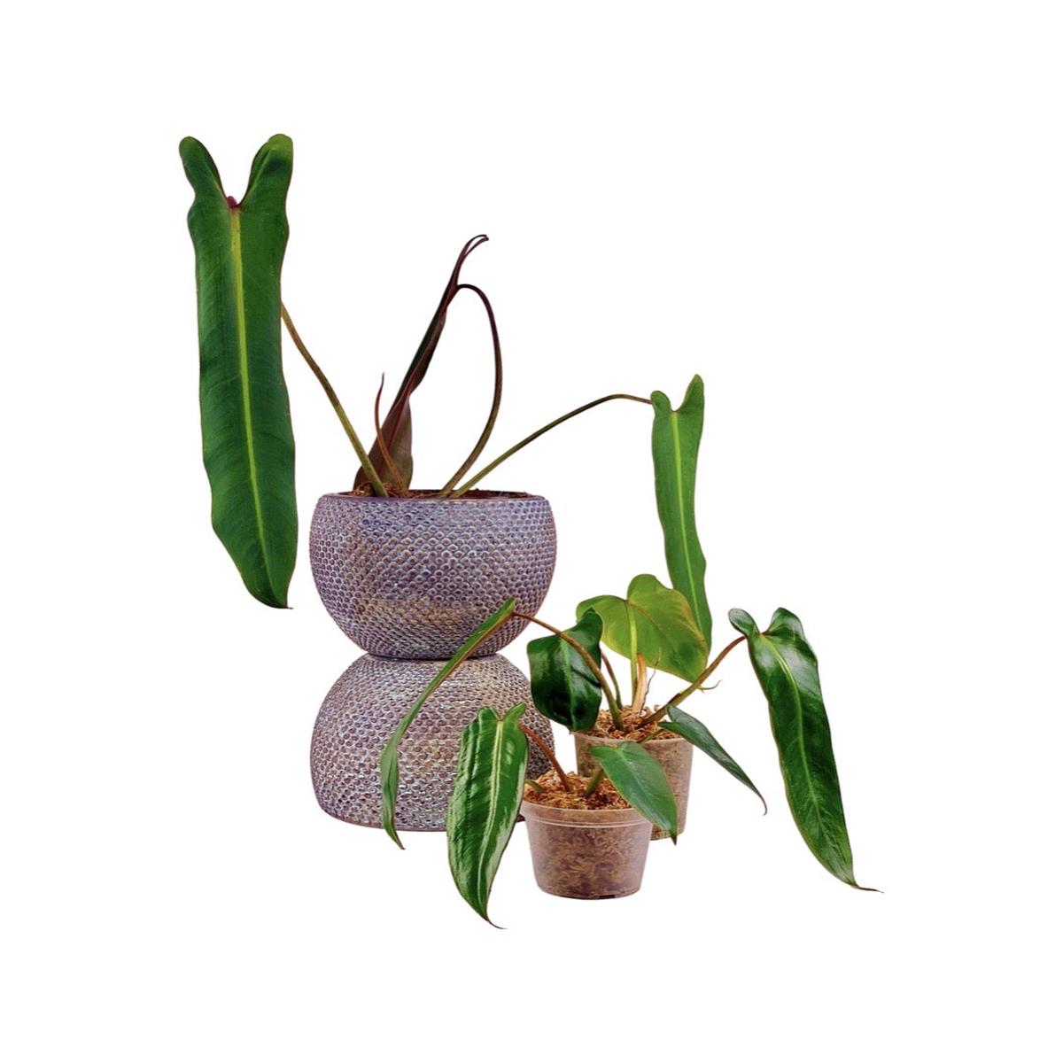 Philodendron spiritus sancti (Small Plant 4/5 Leaves, few roots)