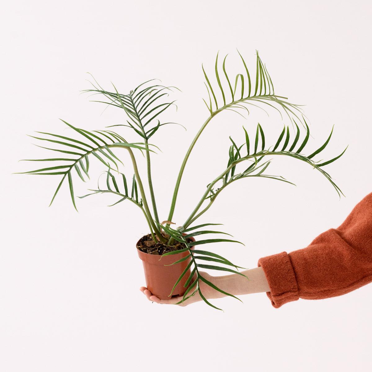 Philodendron - Tortum