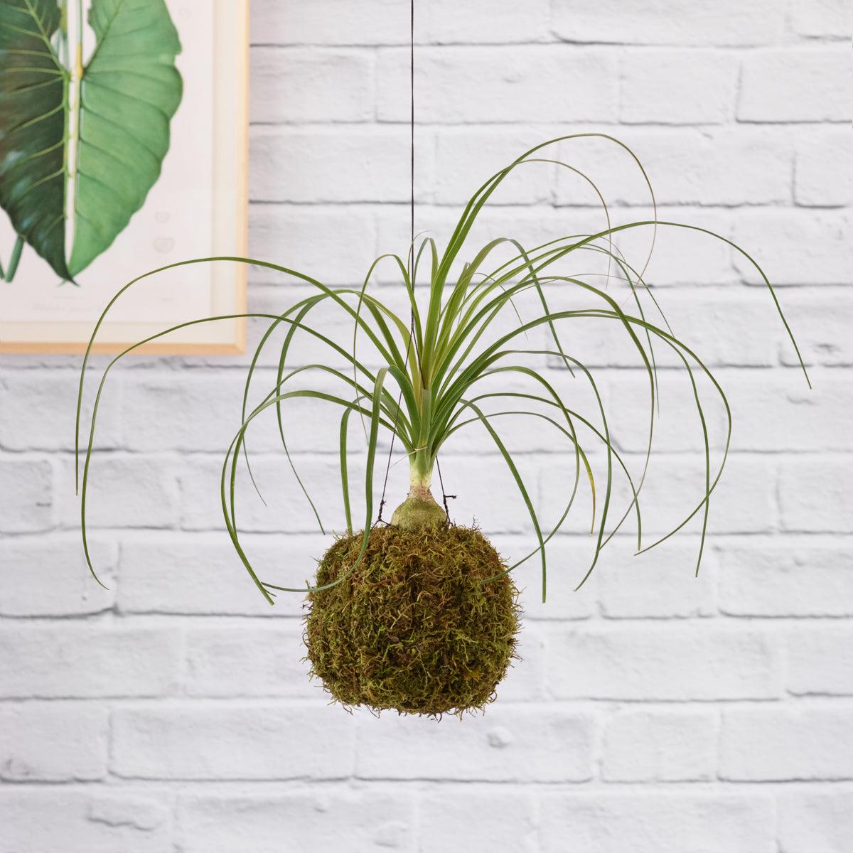 Ponytail Palm Mossball
