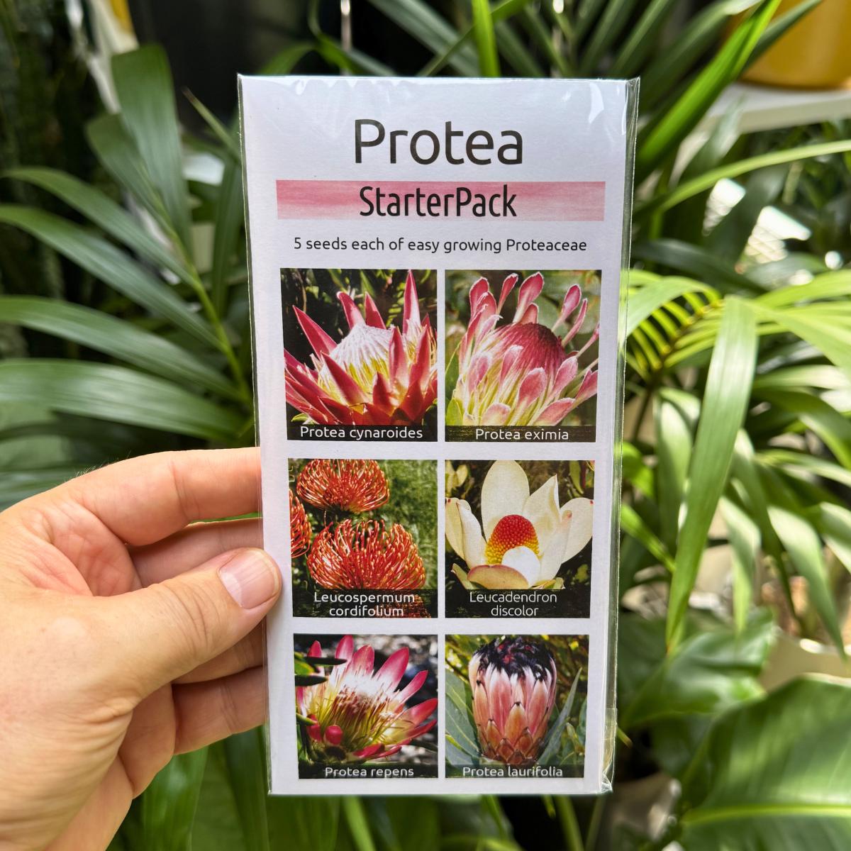 Protea Starter Pack: 6-Species Indigenous Proteaceae Seed Kit