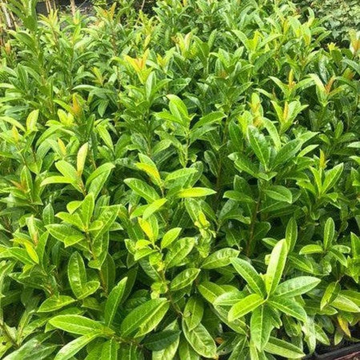 Prunus laurocerasus