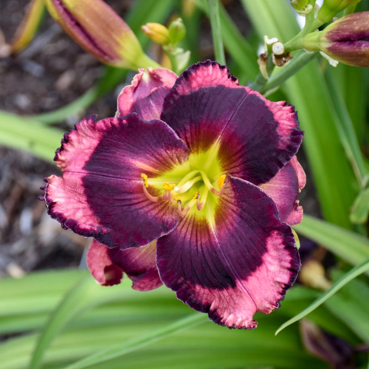 Rainbow Rhythm 'Storm Shelter' Daylily (Hemerocallis 'Rainbow Rhythm Storm Shelter') - 1 gallon