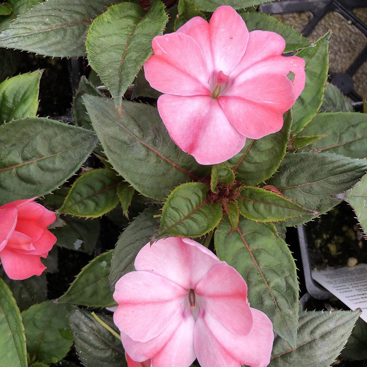 SunPatiens Compact Blush Pink 4