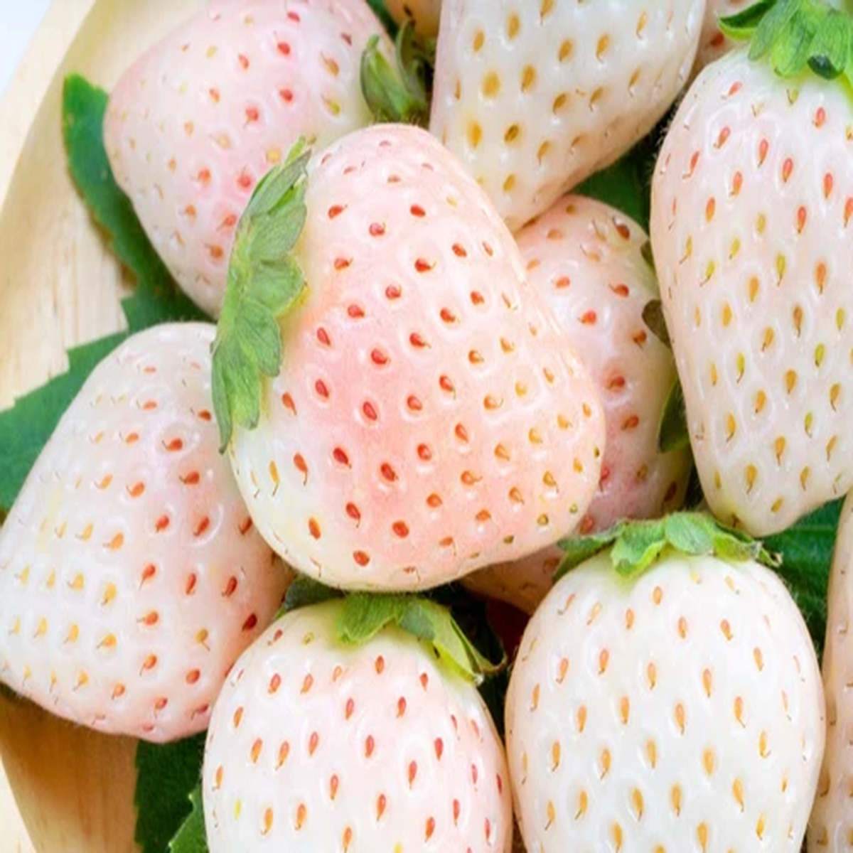 100 WHITE SOUL STRAWBERRY Fragaria Vesca Fruit Flower Berry Seeds *Comb S/H