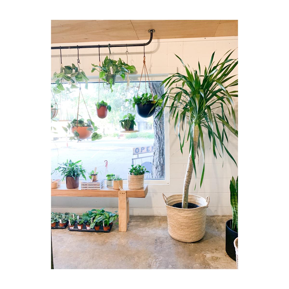 14" Arborea Dracaena