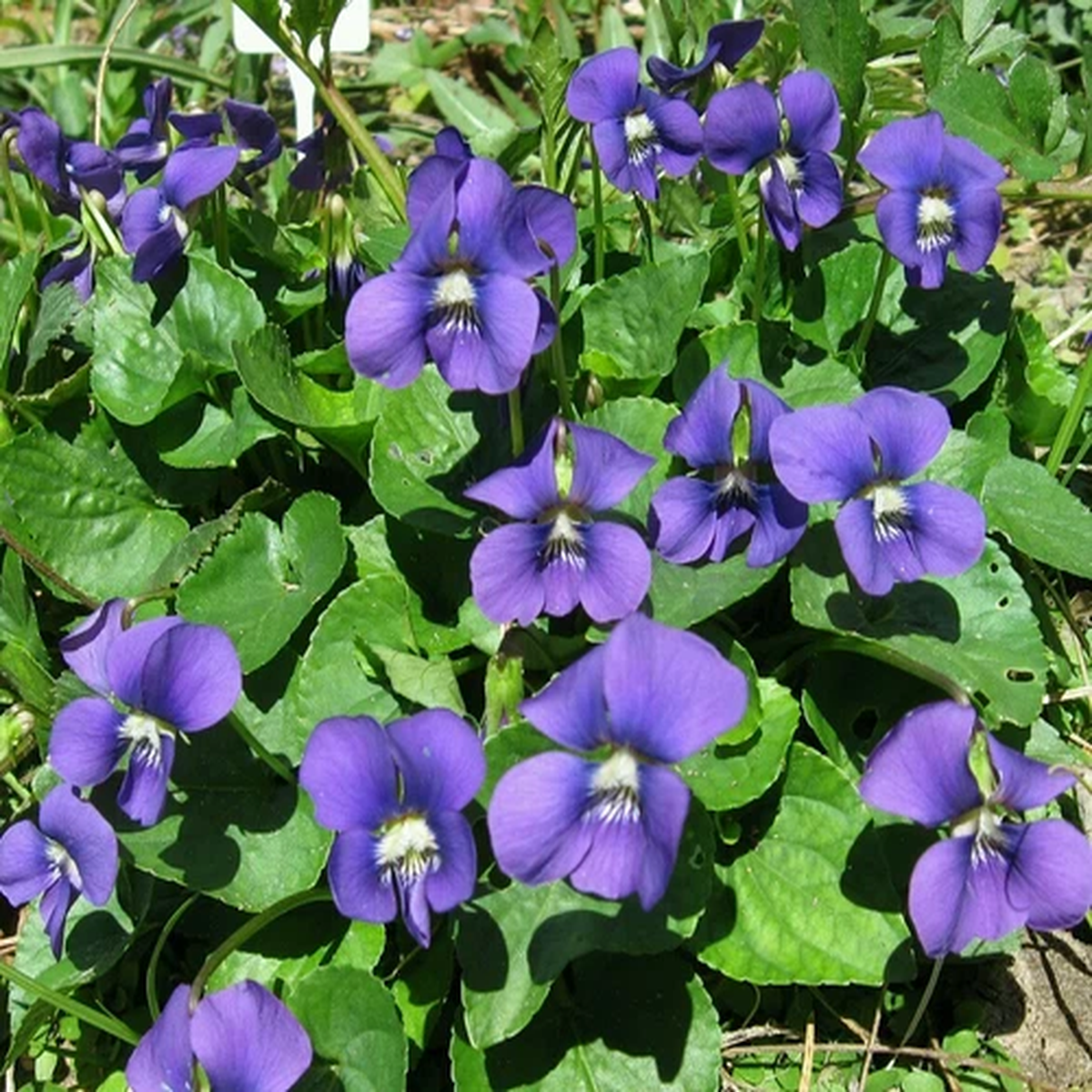 15 Organic Common Blue Violet seeds ~ Viola sororia ~ Native *Free US Shipping*