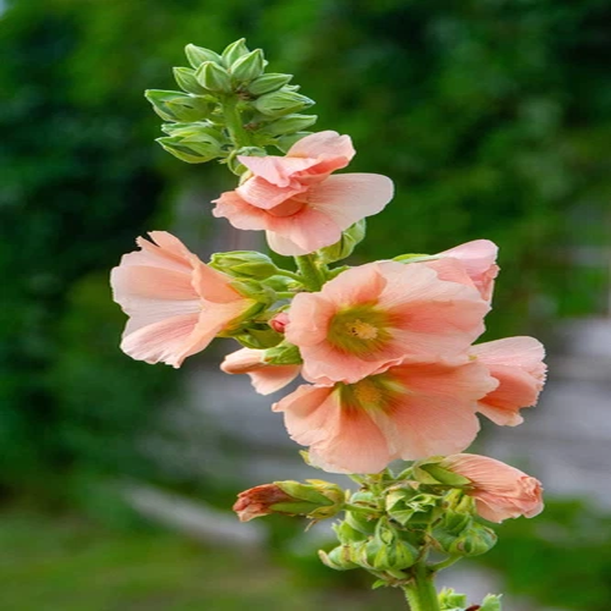 25 PEACH & BROWN HOLLYHOCK Alcea Rosea Flower Seeds Perennial *Flat S/H