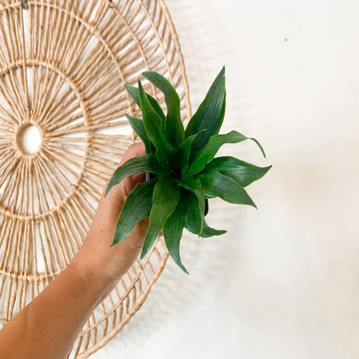 3" Dracaena Janet Craig