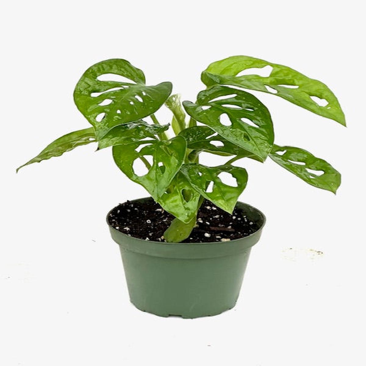 4" Monstera Adansonii ''Swiss Cheese''
