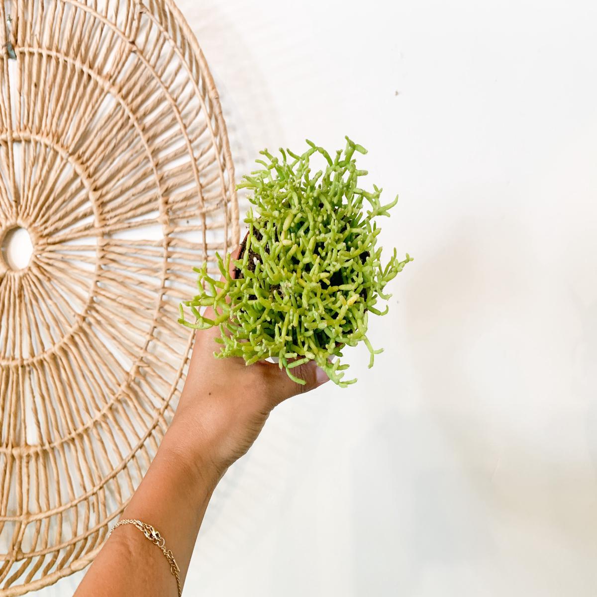 4 Rhipsalis