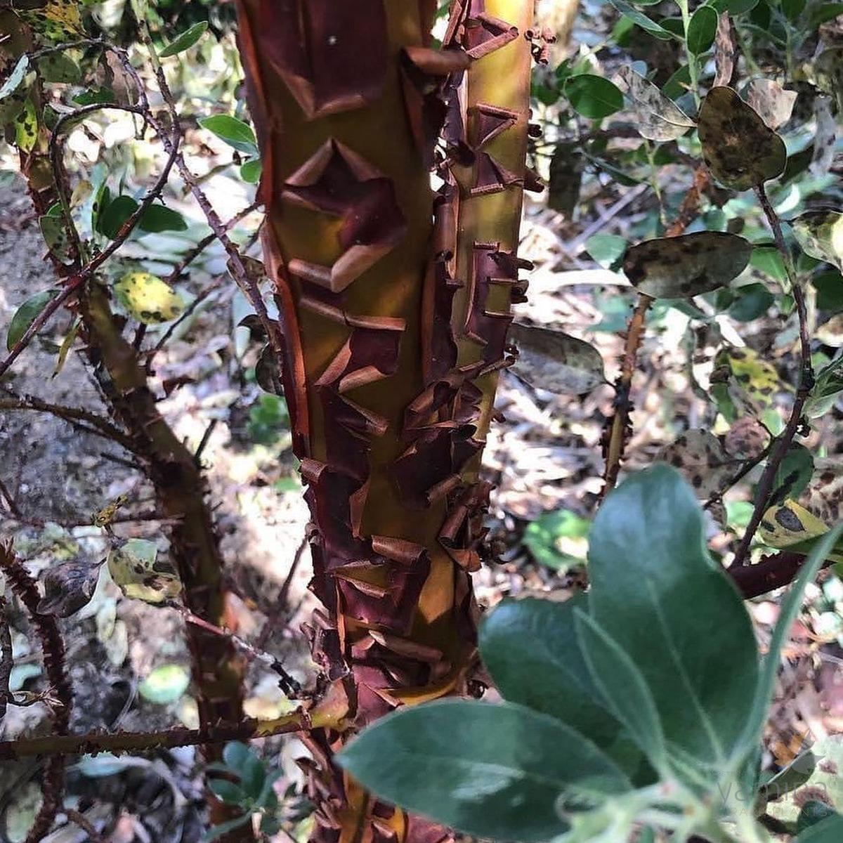 Arctostaphylos manzanita St Helens