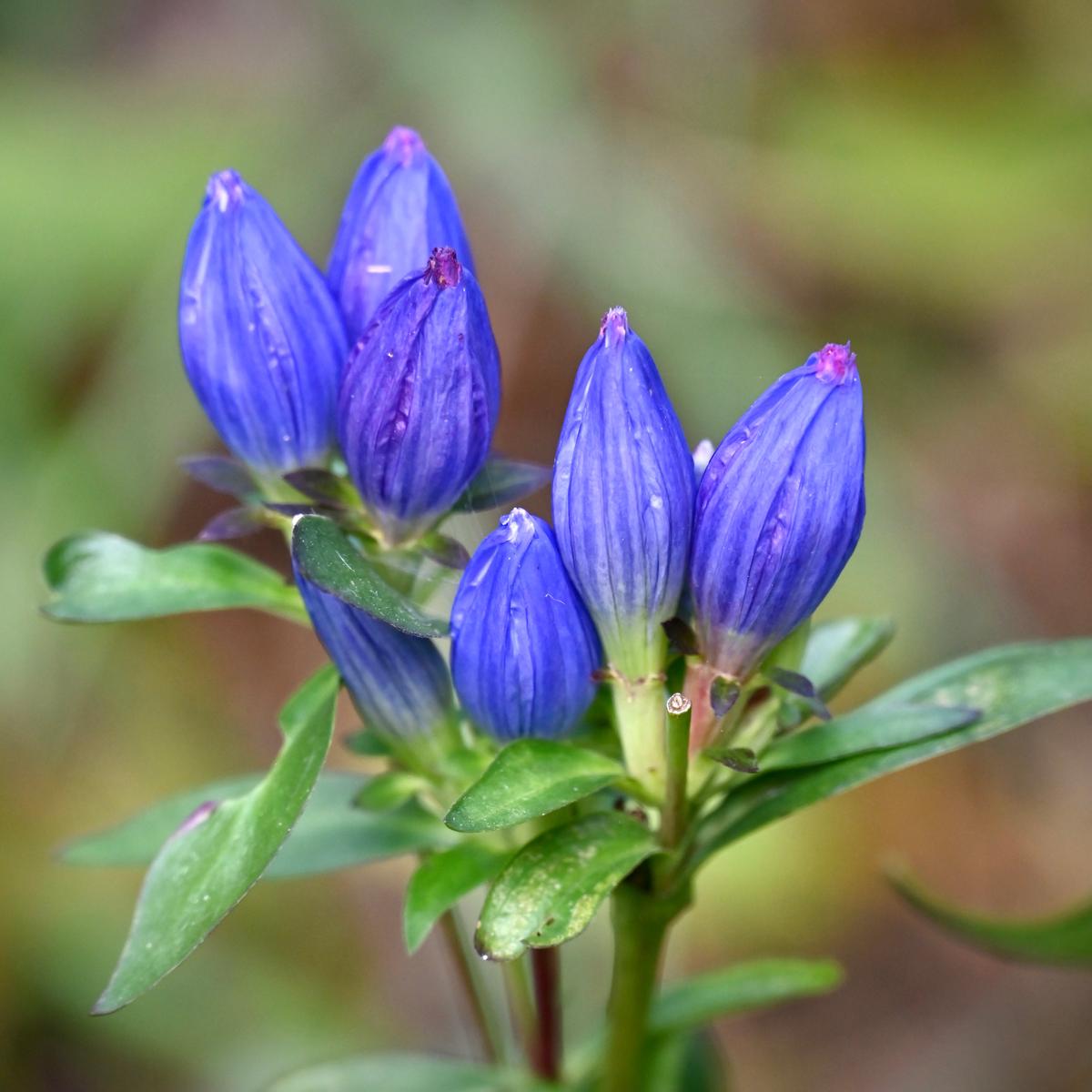 Bottle Gentian (Gentiana andrewsii)