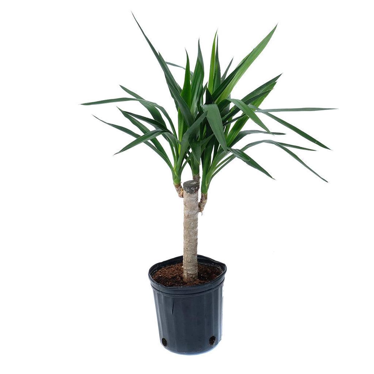 Giant Yucca Cane 10"