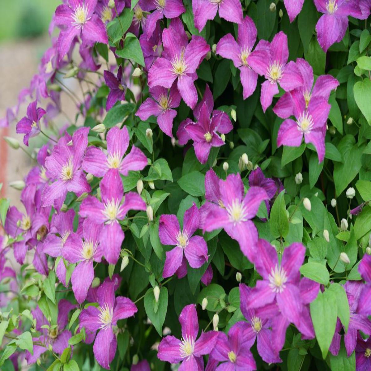 Jolly Good Clematis (Clematis Jolly Good) - QT