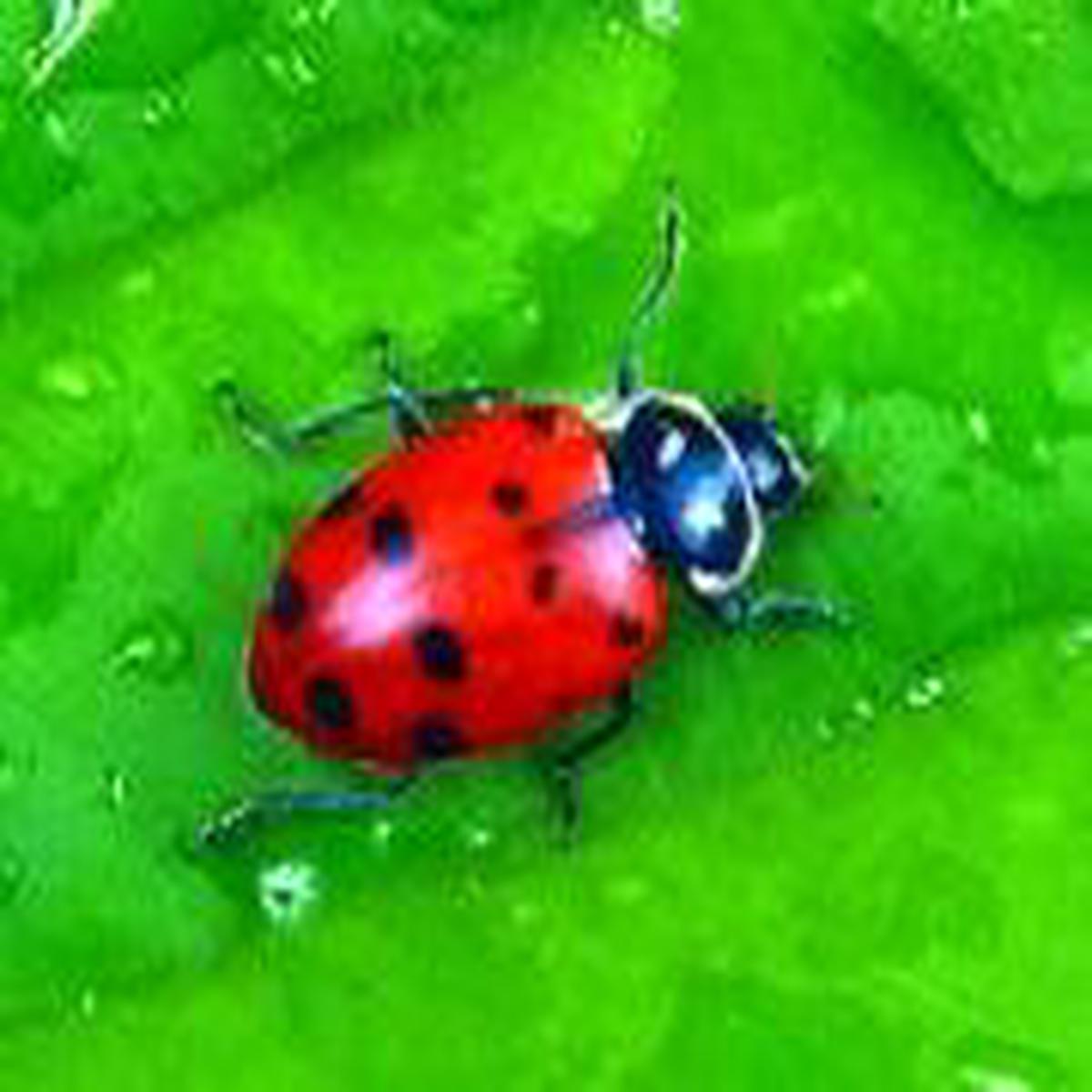 Ladybugs Live 1000 Per Bag
