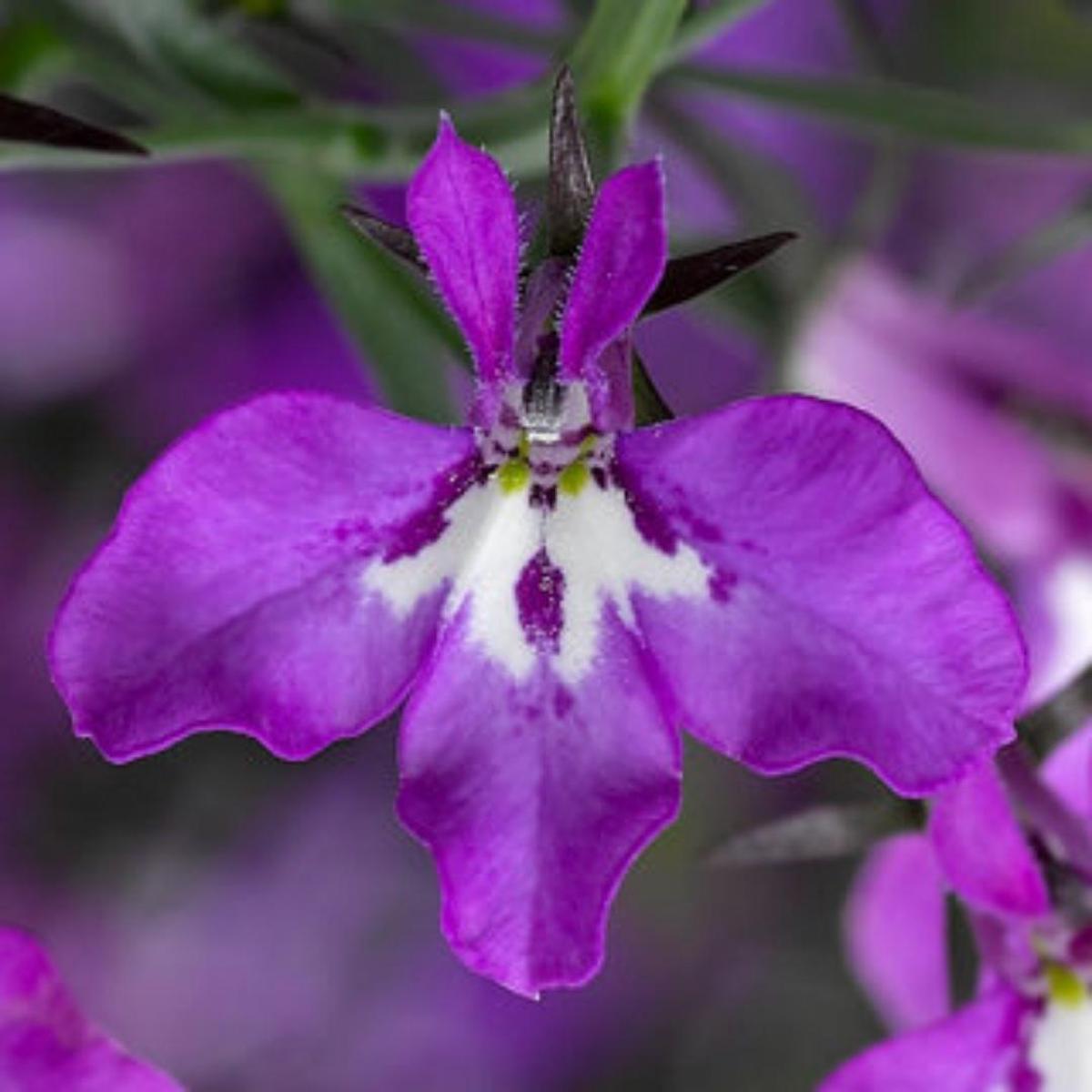 Lobelia 'Magadi Electric Purple' 4''