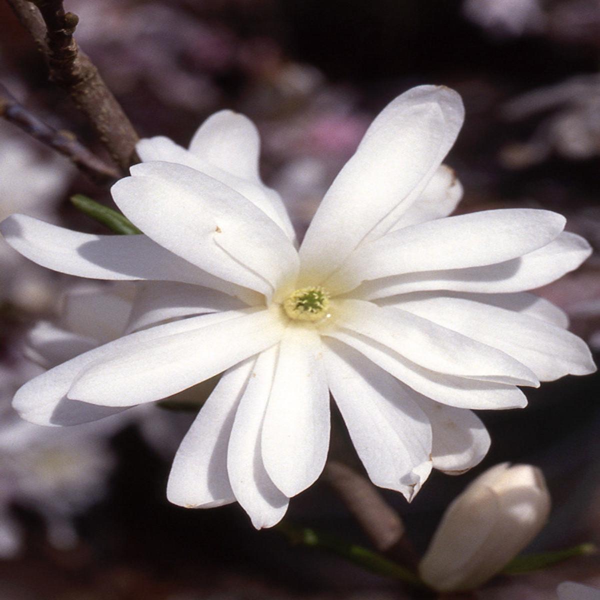Magnolia stellata 'Royal Star' 7G