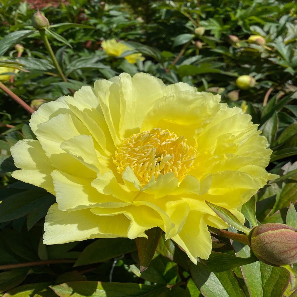 Peony Itoh 'Bartzella' 5G
