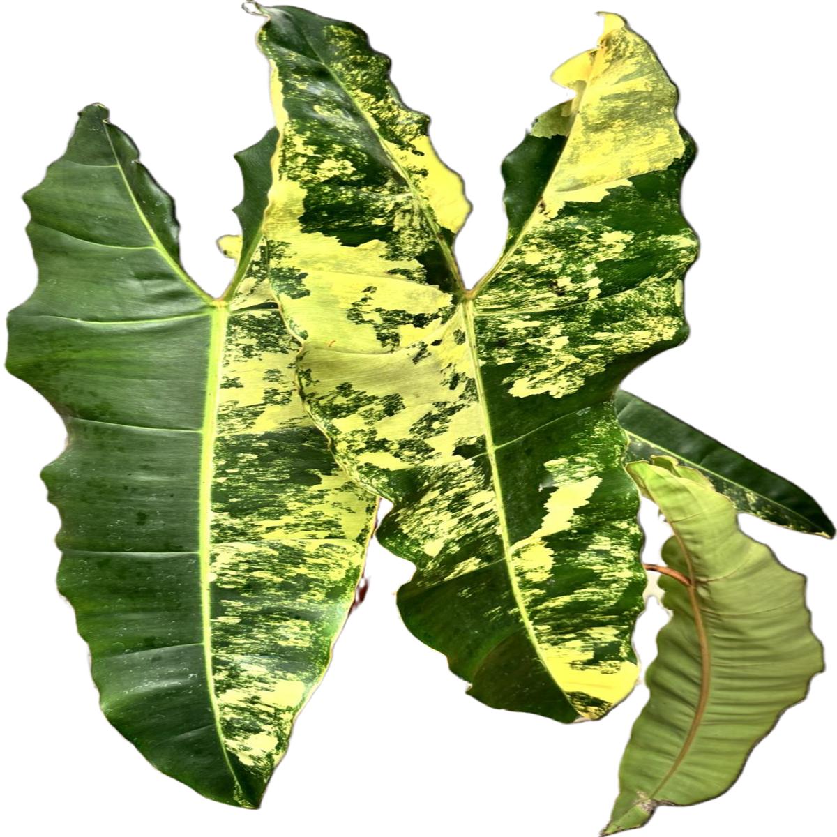 Philodendron billietiae Variegata (Medium Plant) (Cutting)