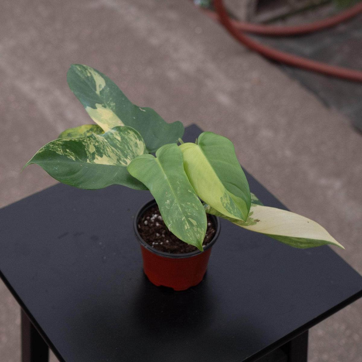 Philodendron bipennifolium variegated