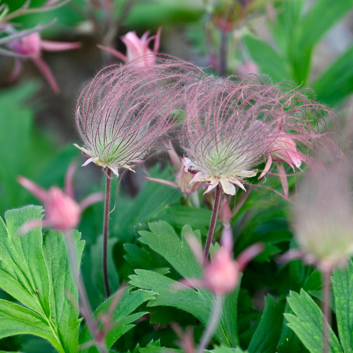Prairie Smoke (Geum triflorum)