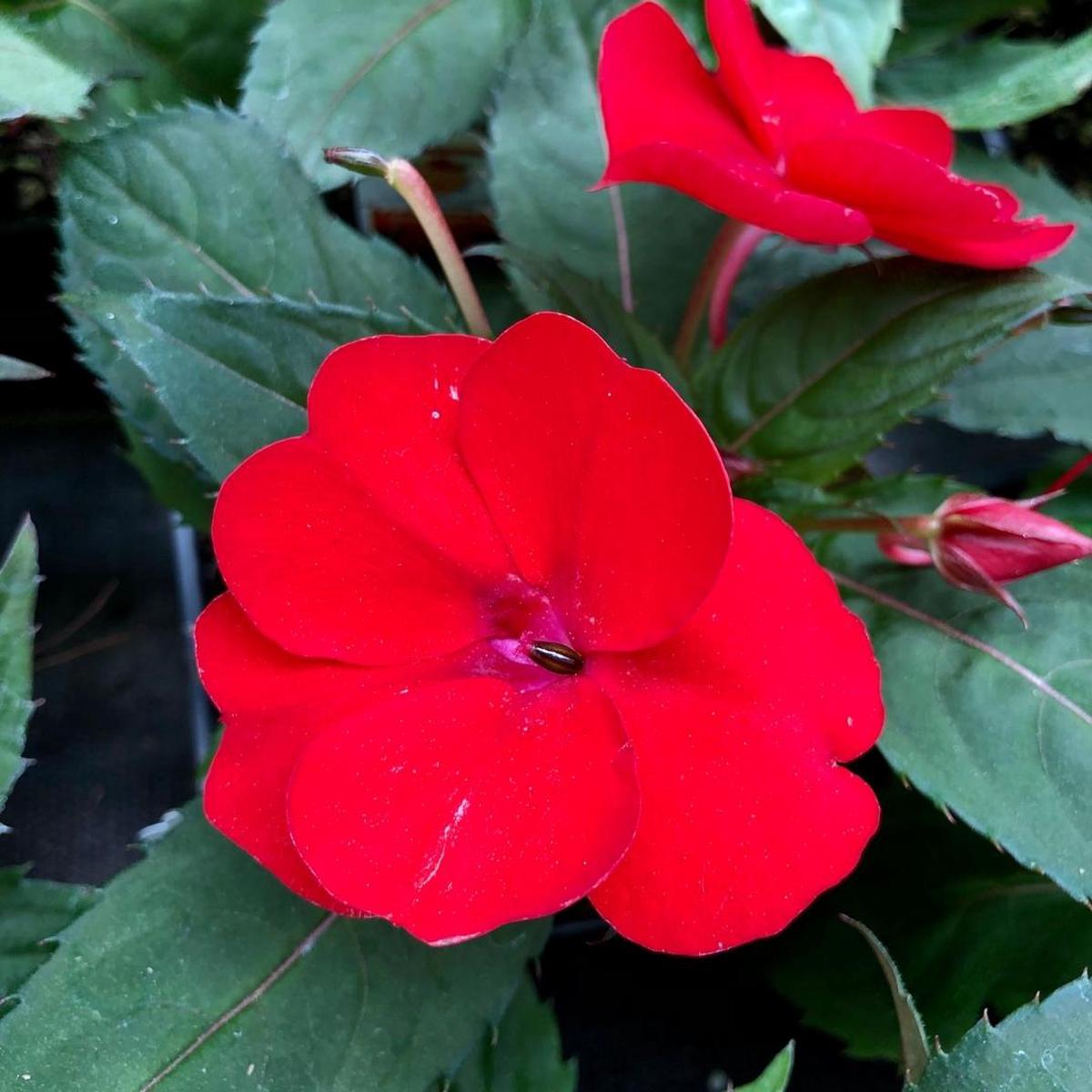 SunPatiens Compact Red 4"