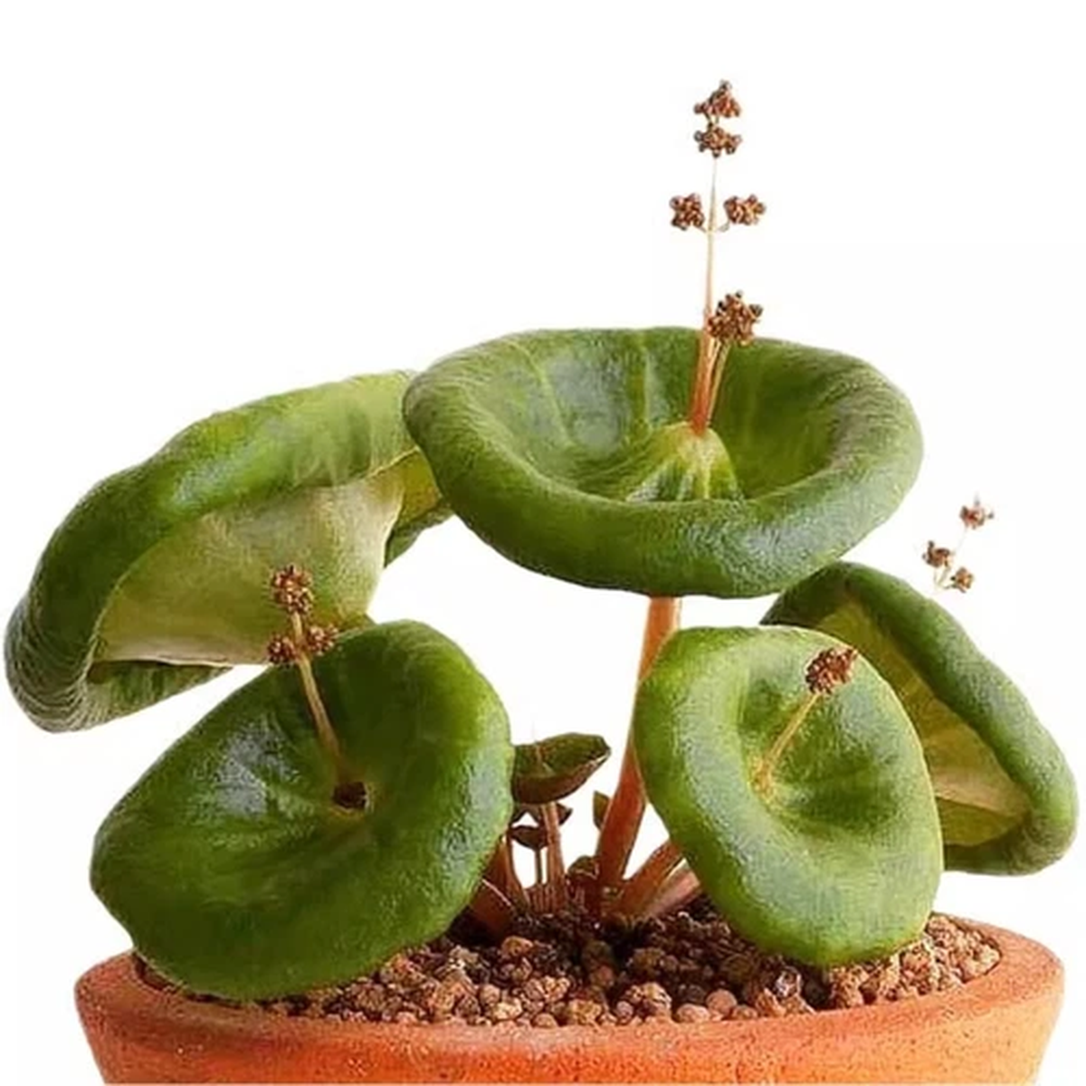 1CM Succulent Plant Crassula Umbella Wine Cup Crassulaceae Home Garden Beautiful