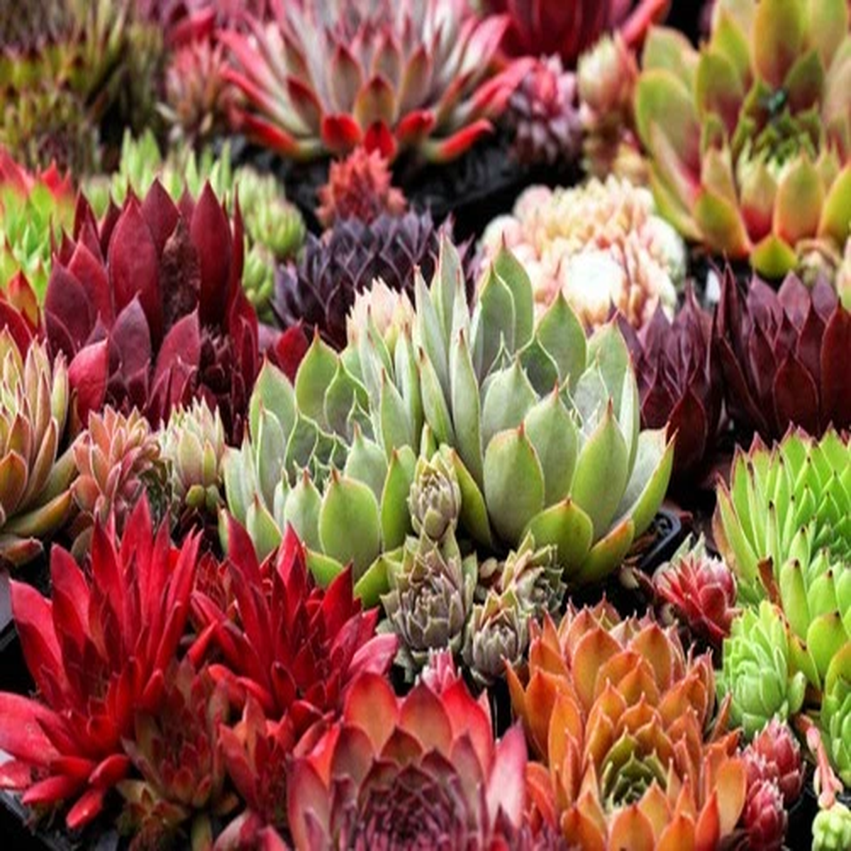 25 MIXED HENS & CHICKS Chickens Succulent (Live Forever) Sempervivum Flower Seed