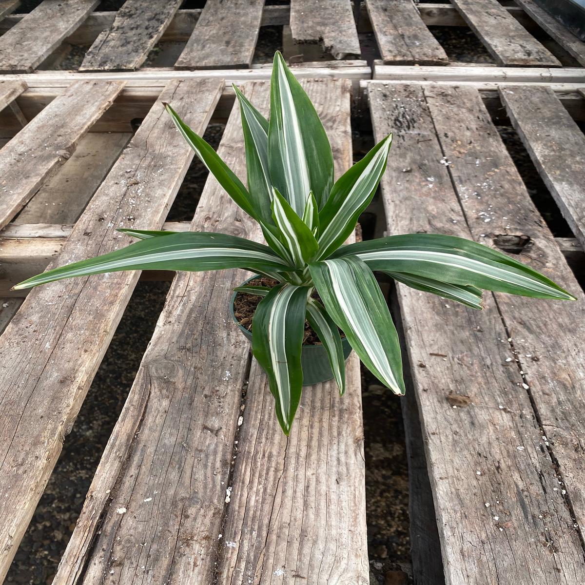 4" Dracaena White Stripe
