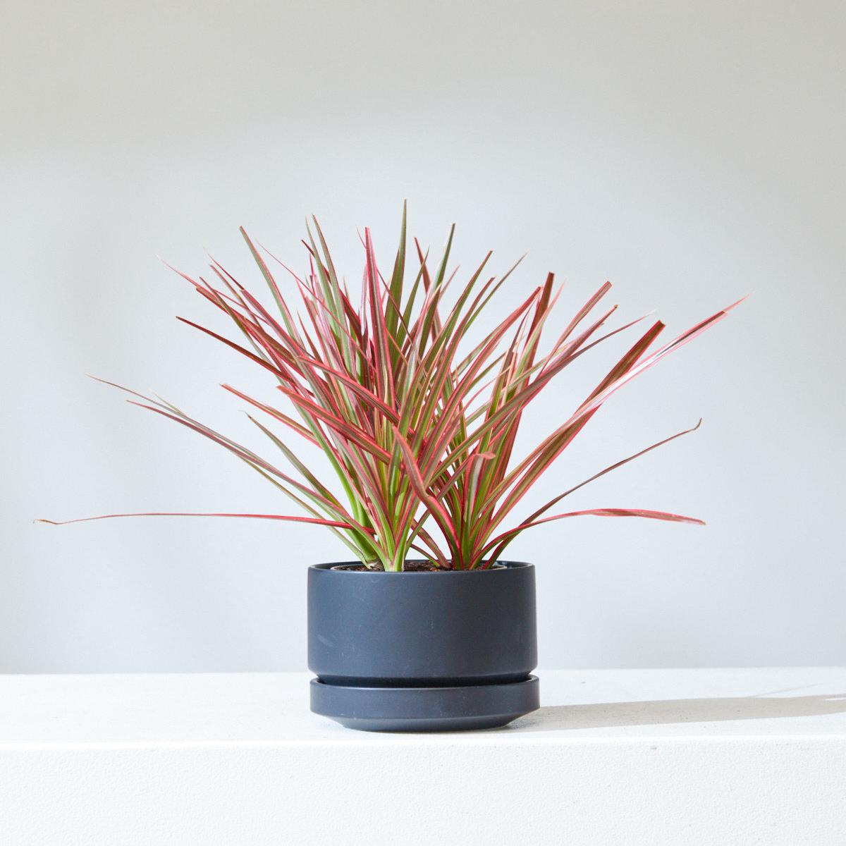 4 Inch REVIVAL CERAMICS ROUND TWO - BLACK - Small