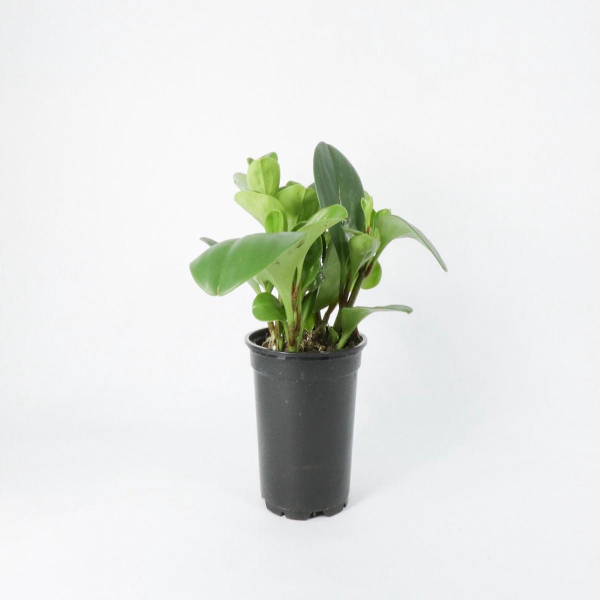 4" Peperomia Green