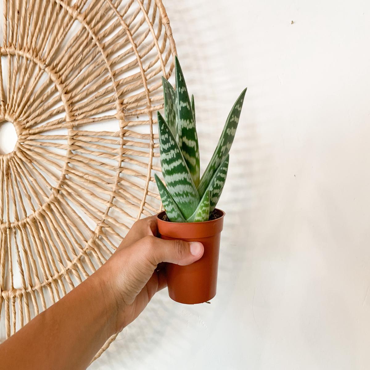4" Tiger Aloe