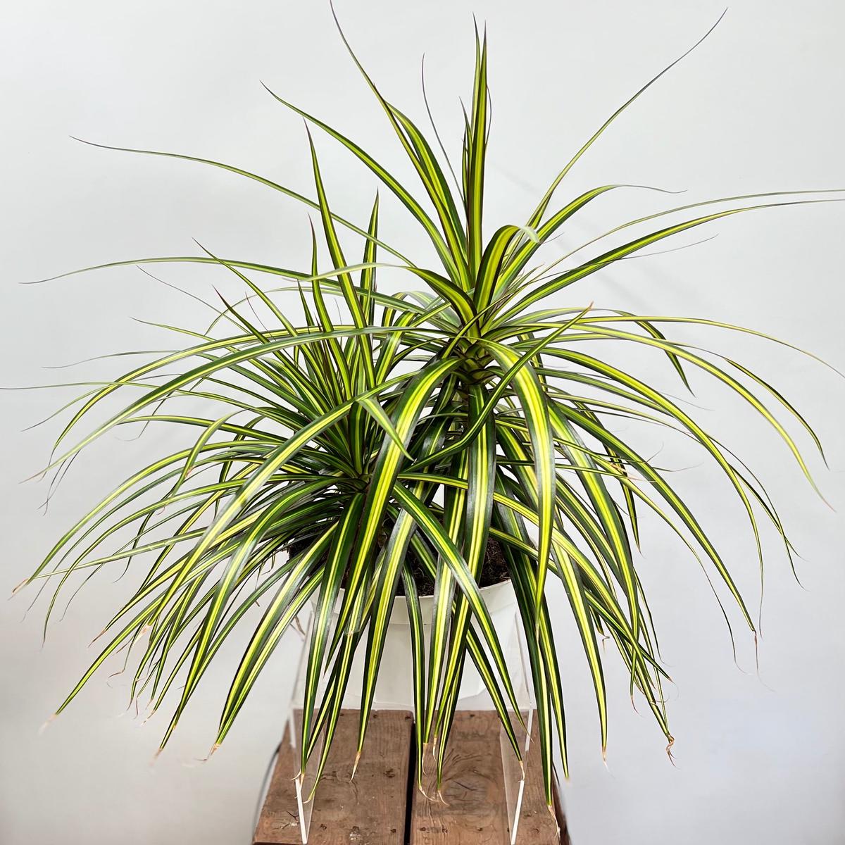 8" Dracaena Ray of Sunshine