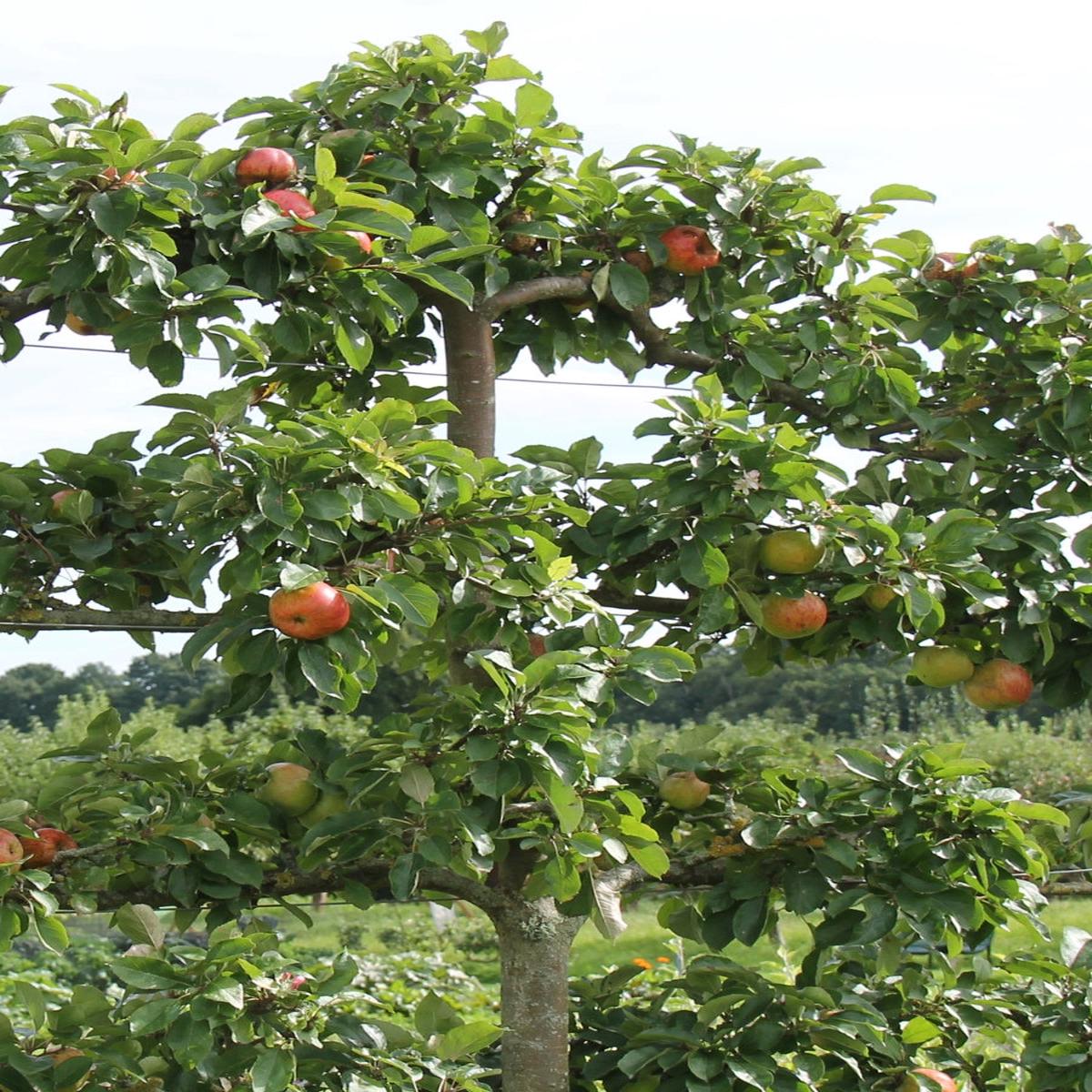 Apple Espalier 3 Tier