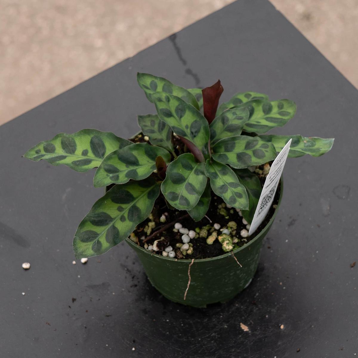 Calathea lancifolia "Rattlesnake"