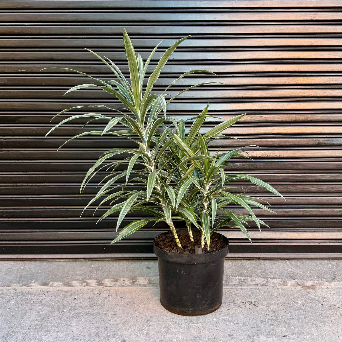Dragon Tree - Janet Craig - Extra Large