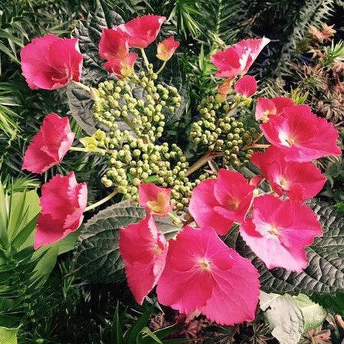 Hydrangea macrophylla Mont Jean