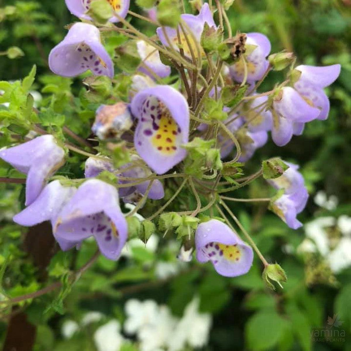Jovellana violacea