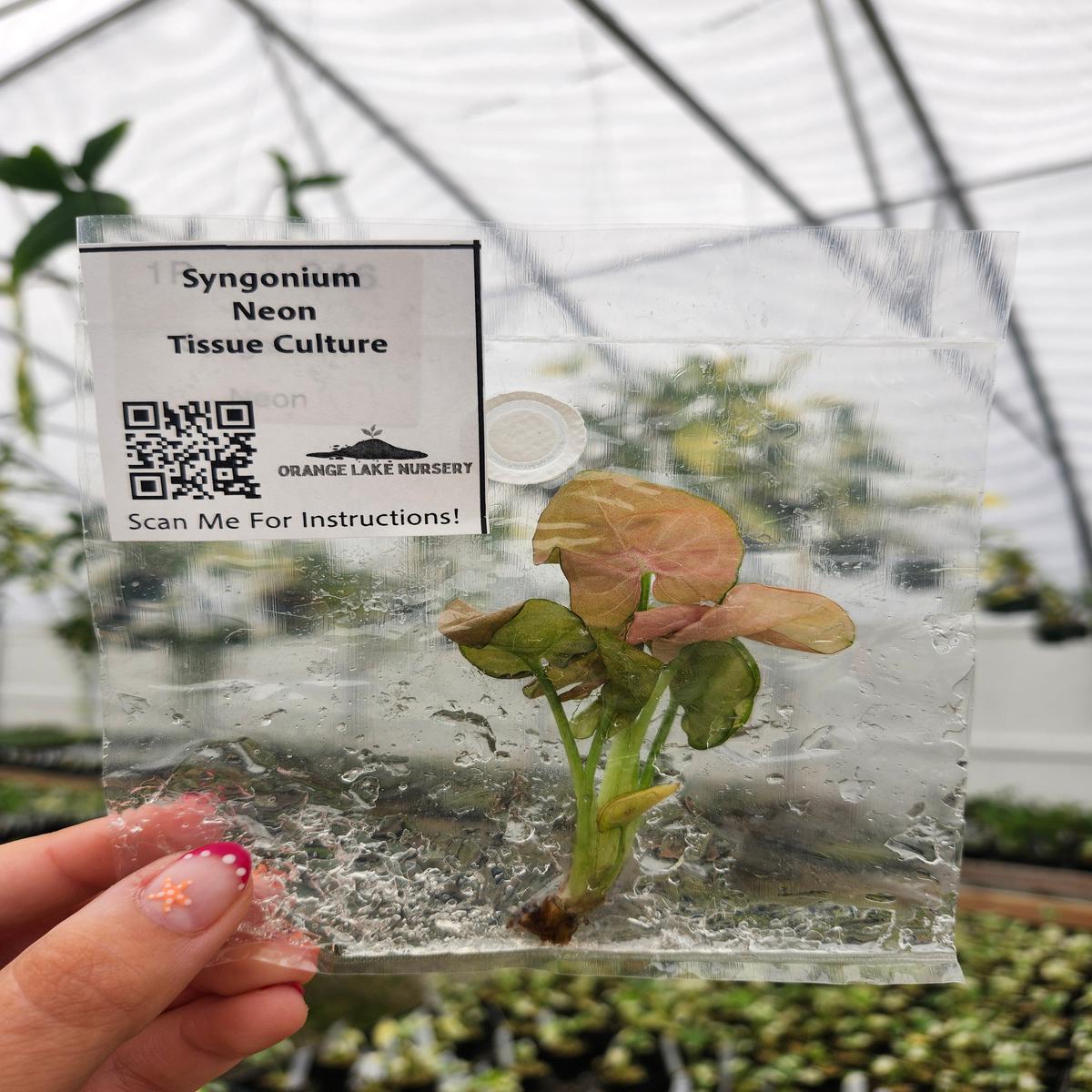 Syngonium Neon Tissue Culture