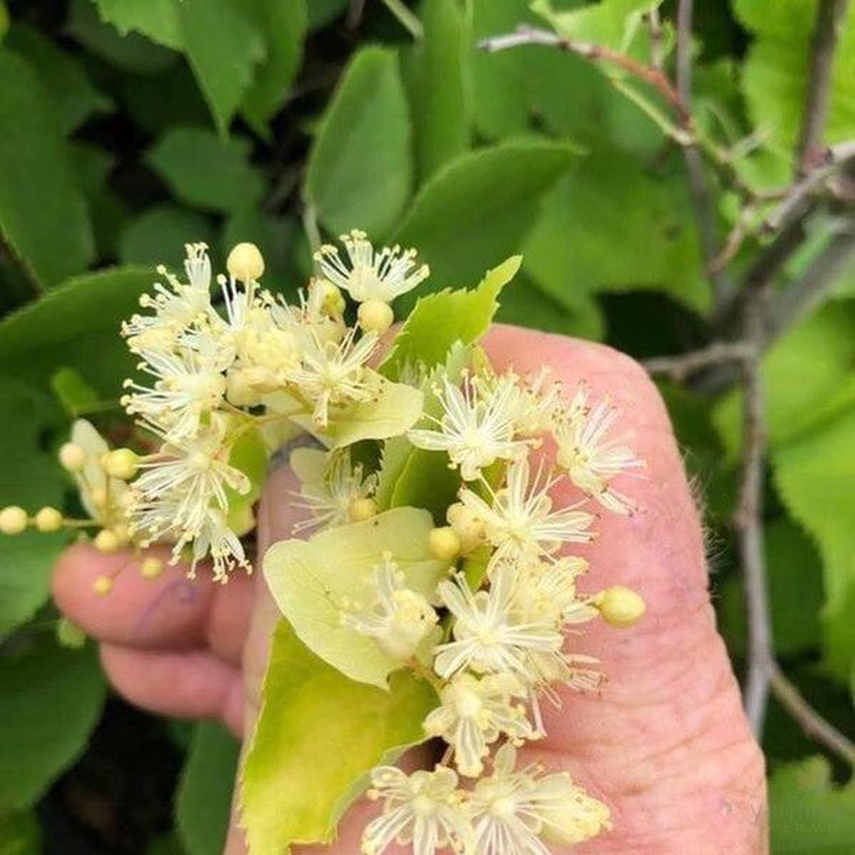 Tilia tomentosa Petiolaris