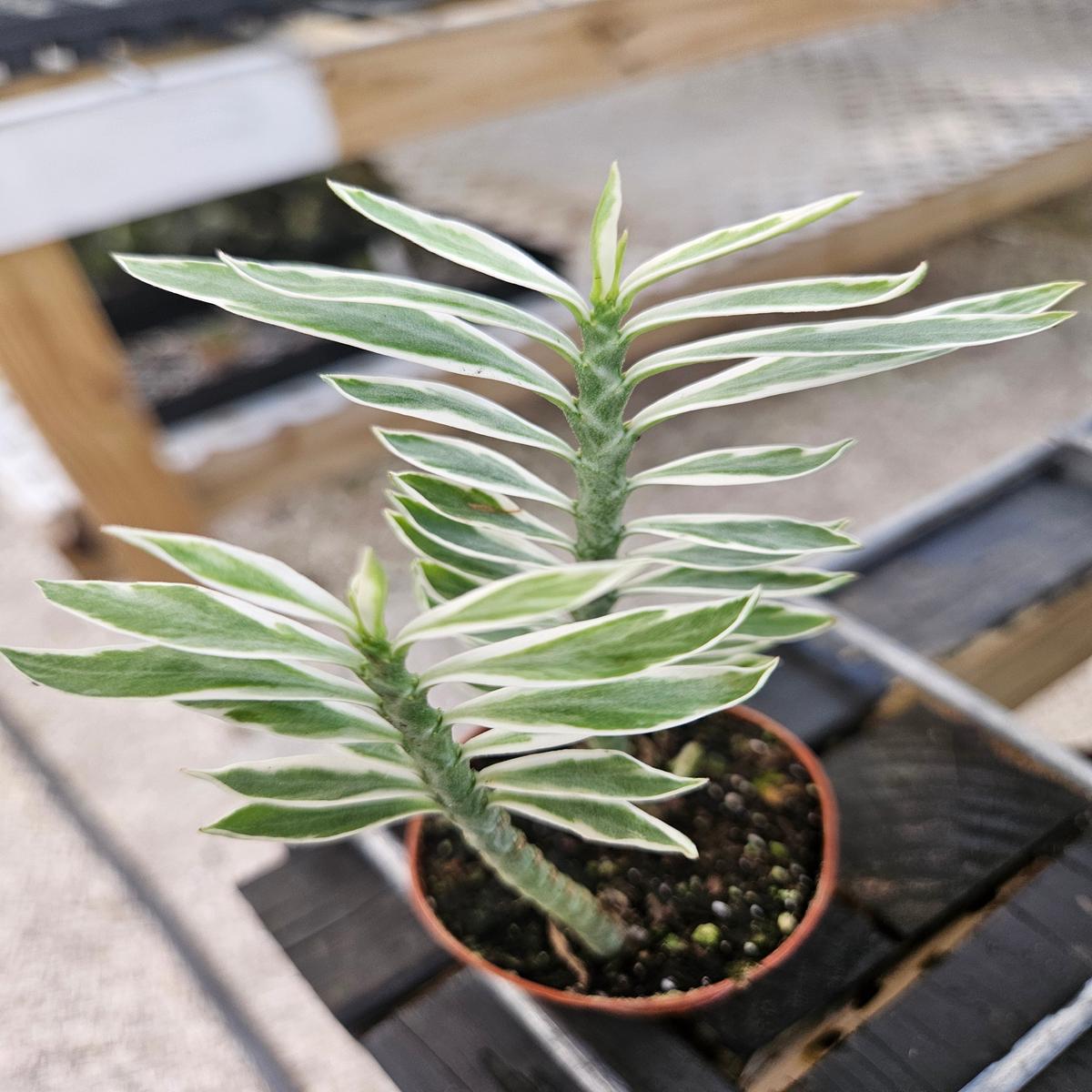Variegated Devils Backbone
