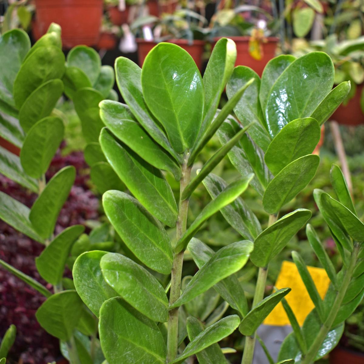 Zamioculcas zamiifolia "Lucky"