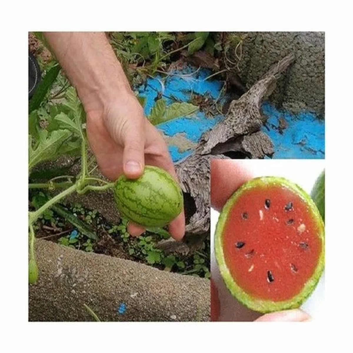 15x Mini Melon Red Sugar Baby Fruit Plants - Seeds A135