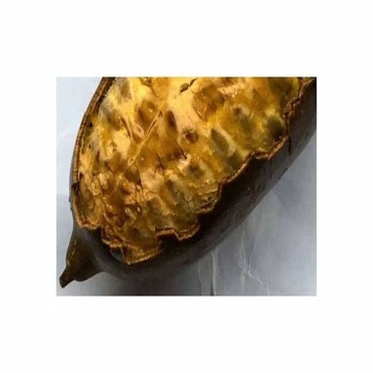 1x Cogniauxia podolaena - Banana Pumpkin Climbing Plant Plants - Seeds ID1652