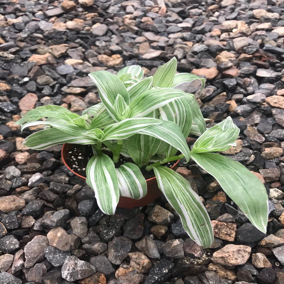 4" Tradescantia Albiflora Albovittata