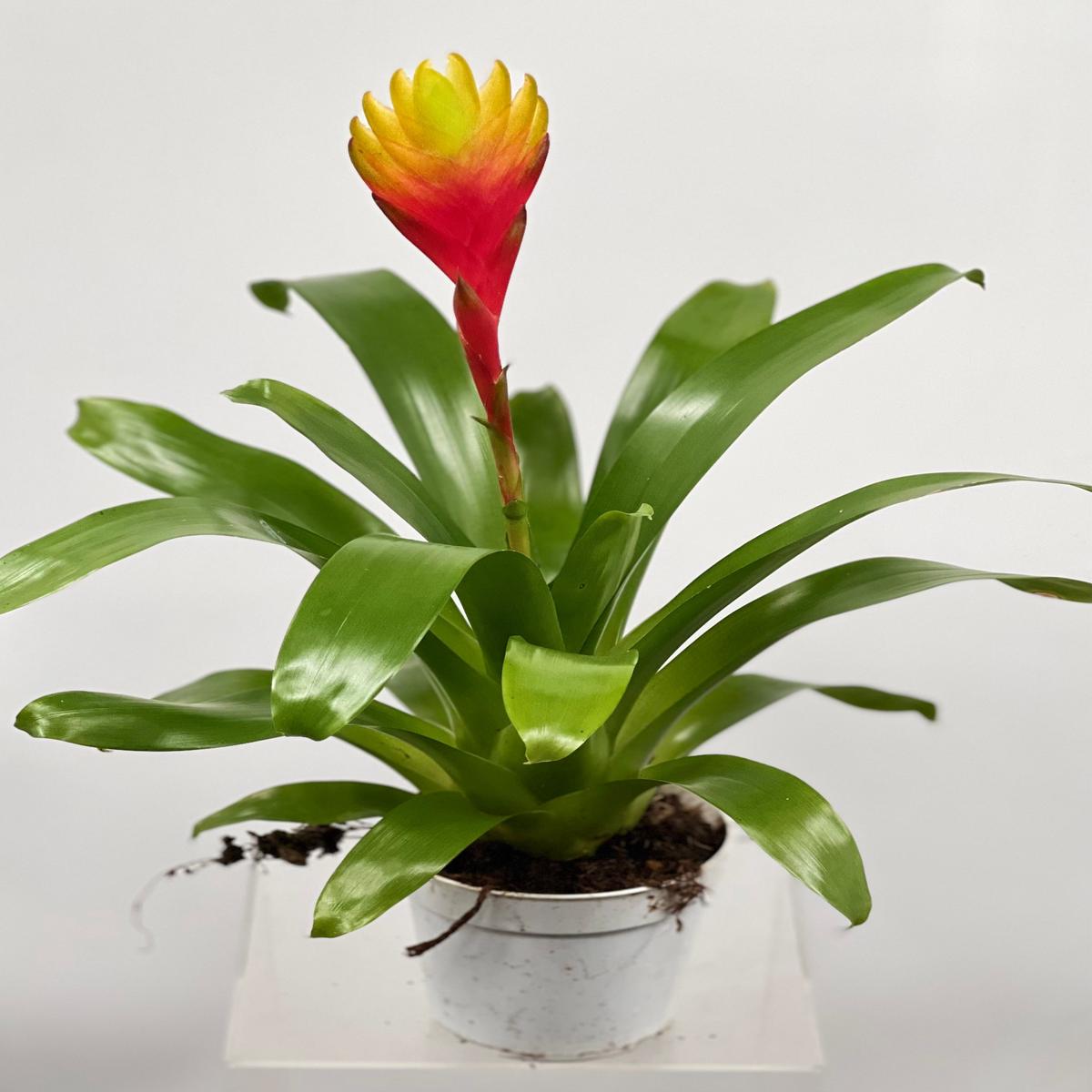 4" Vriesea Tosca
